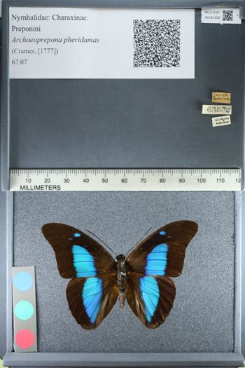 Media type: image;   Entomology 161332